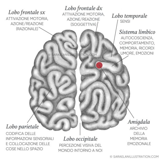 Cervello labirinto lobi e funzioni