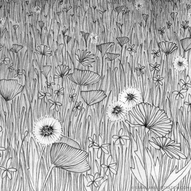 Disegno fiori di campo in matita e inchiostro
