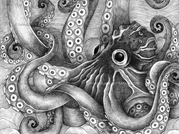 polpo calamaro gigante disegnato in tratteggio di inchiostro